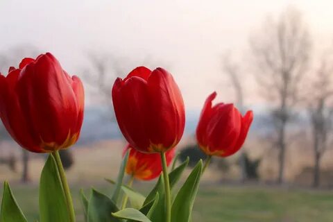 Red tulip