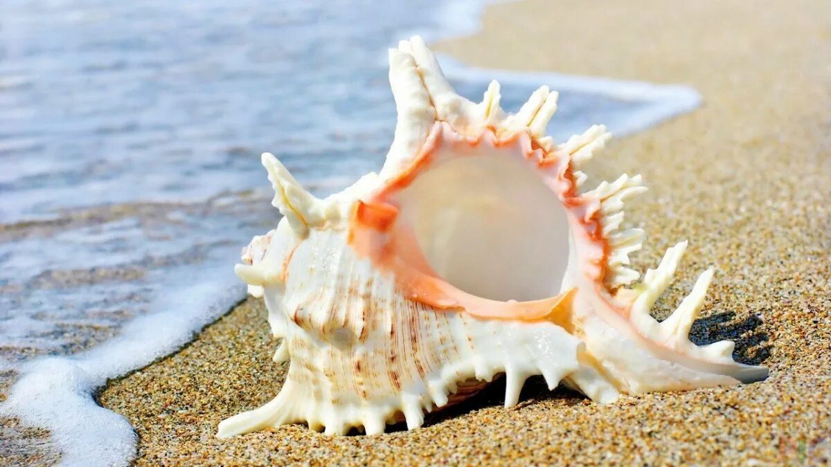 Ракушки фото. Почему нельзя брать ракушки с моря.