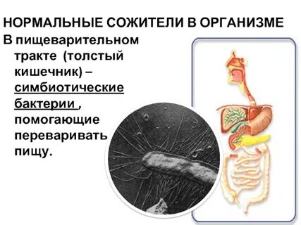 Роль симбиотических бактерий