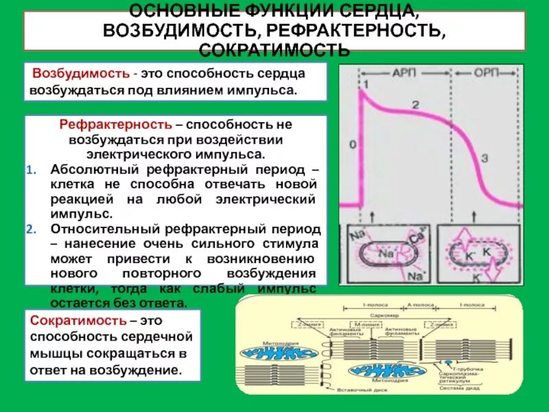 Сердечные мышцы относительные. Фазы рефрактерности сердечной мышцы. период рефрактерности сердечной мышцы. абсолютная рефрактерность на экг. фазы рефрактерности физиология.