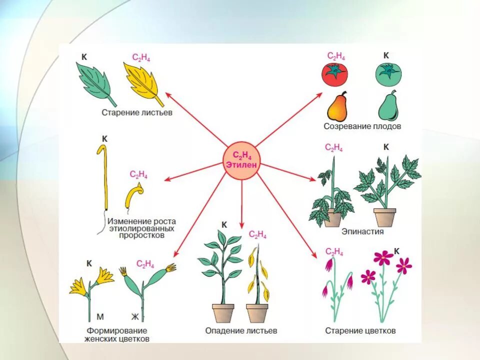 Фитогормоны растений схема. Влияние этилена на растения. Факторы роста и развития растений. Факторы роста и развития растений схема. Этилен созревание