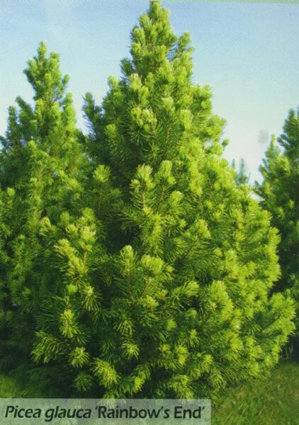 Rainbow s end. Рейнбоуз энд ель канадская. Рейнбоуз энд ель канадская. Rainbow s end. Ель глаука коника.