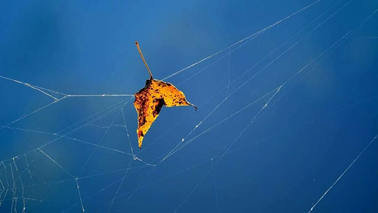Полет на паутине. Осень паутина. Полет на паутине. Полет на паутине. Полет на паутине.