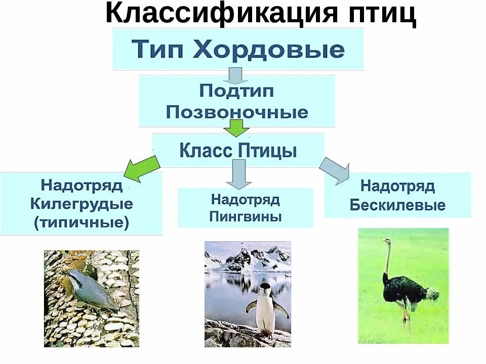 Три экологические группы. Классификация птиц схема. Классификация и систематика птицы. Класс птицы классификация. Классификация птиц таблица.