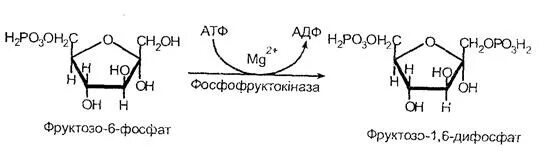 Глюкозо 6 фосфат фруктозо 6 фосфат фермент. Фруктозо 2 6 дифосфат. Фруктозо 6 фосфат в фруктозу 16 дифосфат фермент. Фруктозо 1 6 бисфосфат формула.