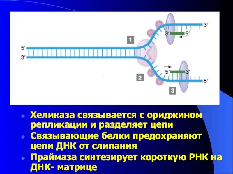 Фермент хеликаза. Хеликаза в репликации. Репликация, хеликаза, праймаза. Репликация ДНК хеликаза. Функция ДНК хеликазы.