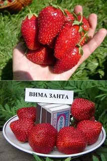 Отзыв вкусную клубнику