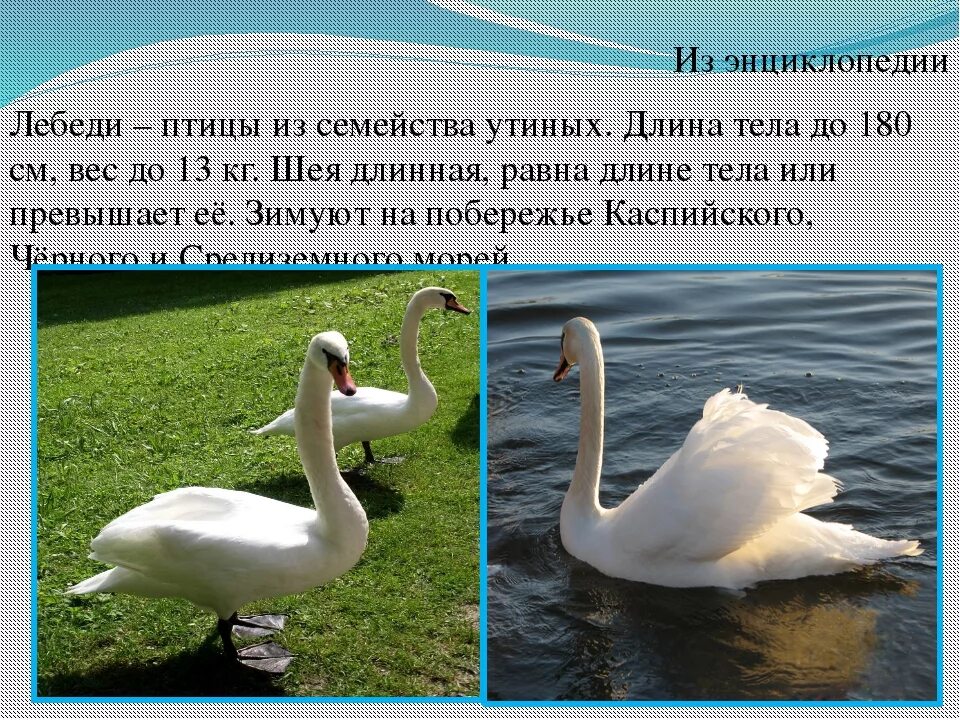 Лебедь количество звуков. Статью о лебедях из энциклопедии. Статья о лебедях. Жизнь лебедей кратко. Энциклопедия о жизни лебедей.