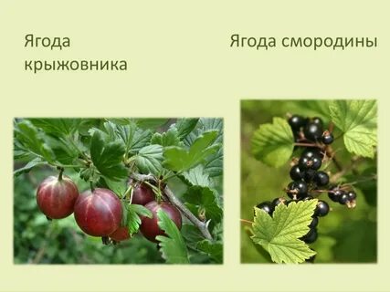 Смородина тип