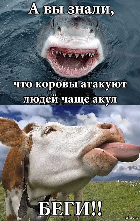 Акула коровы. Акула корова. корова акула мем. мем опасненько. корова мем.