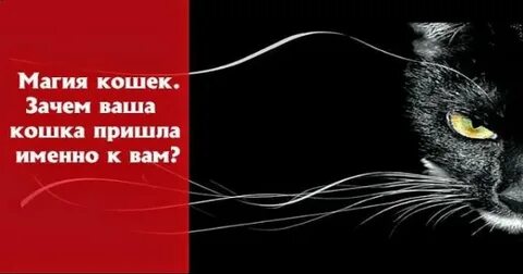 Почему не приходит cats