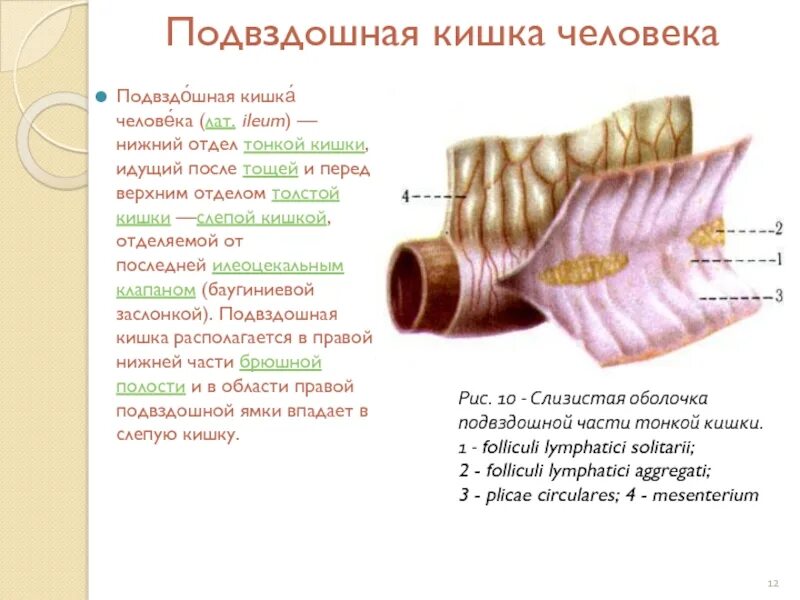 Подвздошная кишка анатомия. Подвздошная кишка строение и функции. Строение кишечника подвздошная кишка. Тощая и подвздошная кишка строение. Кишечник анатомия подвздошная кишка.