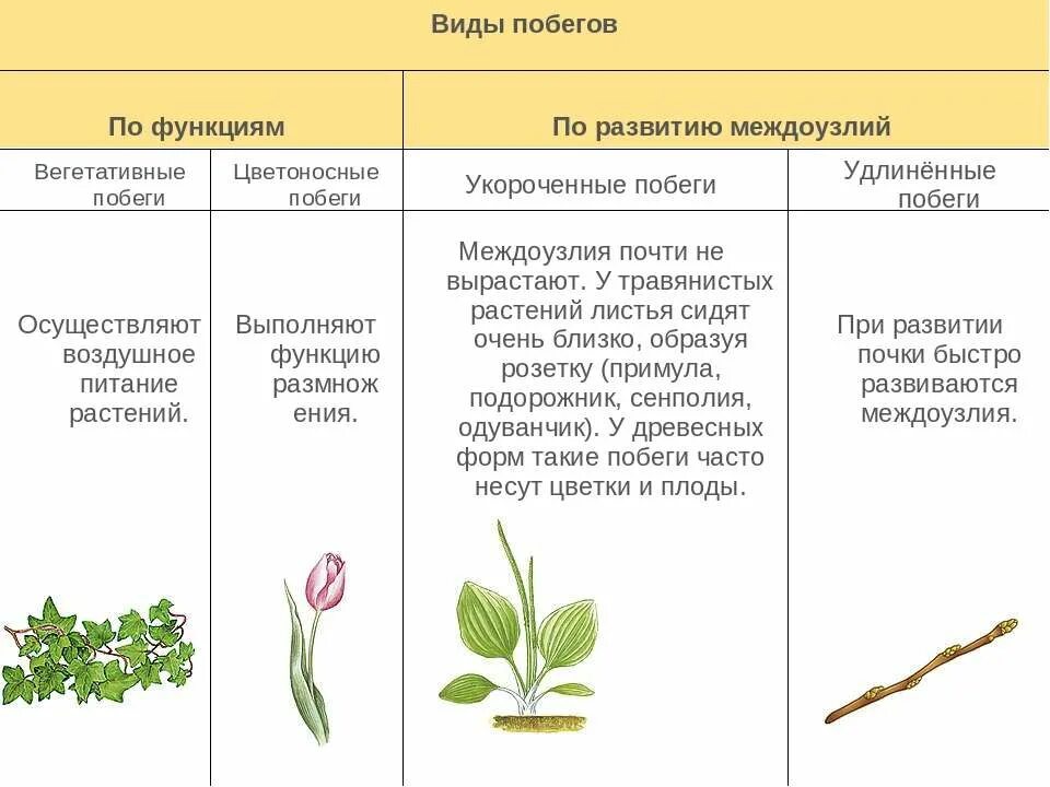 Удлиненные и укороченные побеги. Функции листовой почки растений. Типы почек растений в таблице биология. Функции почек растений таблица. Почки растений строение и функции.