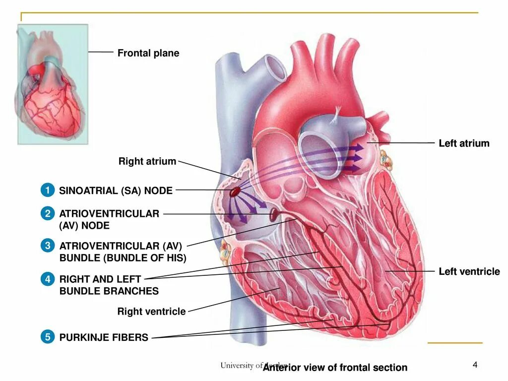 3 в правое предсердие впадает. Left Atrium. Left Atrium right Atrium left ventricle. Atrioventricular node. Atrioventricular node Anatomy.