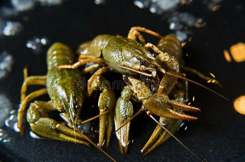 Рачки которыми питаются лещи. Рачки купить. Контейнер для устриц. Коробке. Рачки купить.