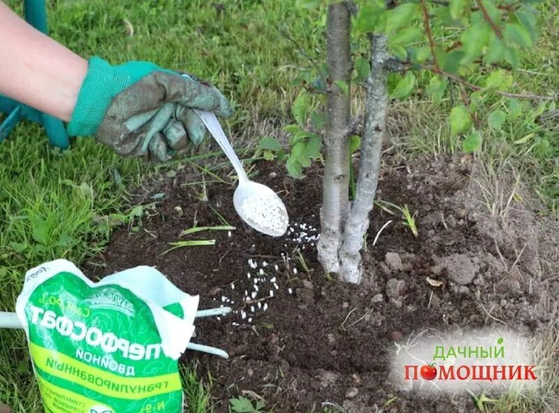 Удобрения для деревьев весной. Подкормка плодовых деревьев. подкормка плодовых деревьев в августе. внесение удобрений плодовых деревьев. удобрение плодового сада.