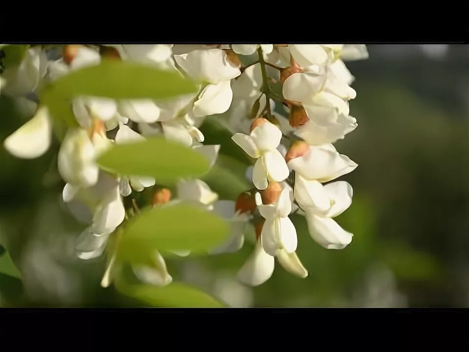 Слушать романс белой акации гроздья. Белой акации гроздья. Романс белой акации гроздья душистые. Белой акации гроздья душистые Сенчина. Дятлов гроздья душистые.