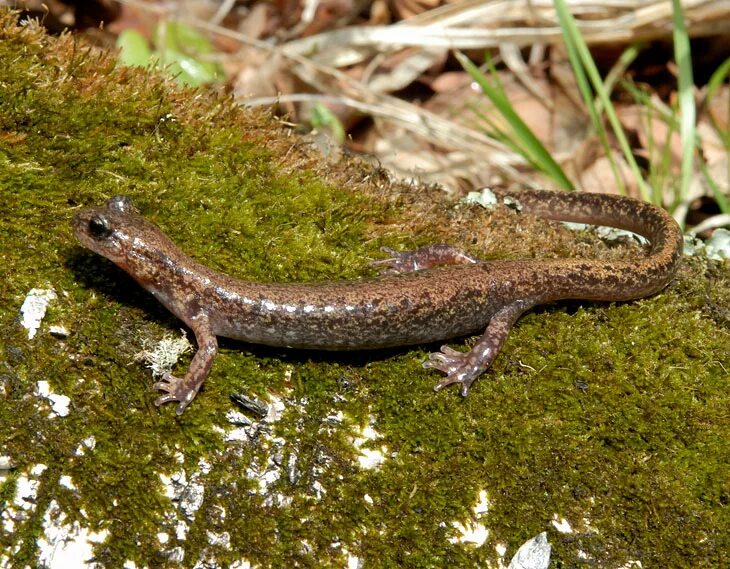 Уссурийск когдиствй тритон. Уссурийский безлегочный тритон. Когтистый тритон. Тритон дальневосточный. Тритон дальневосточный.