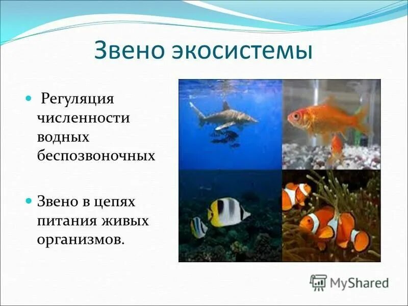 экологическая ниша факторы среды. гомеостаз экологической системы. механизмы саморегуляции экосистем. регуляция экосистемы. отличия агроценоза и природной экосистемы устойчивость.