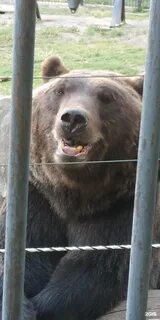 Ночь в зоопарке пенза