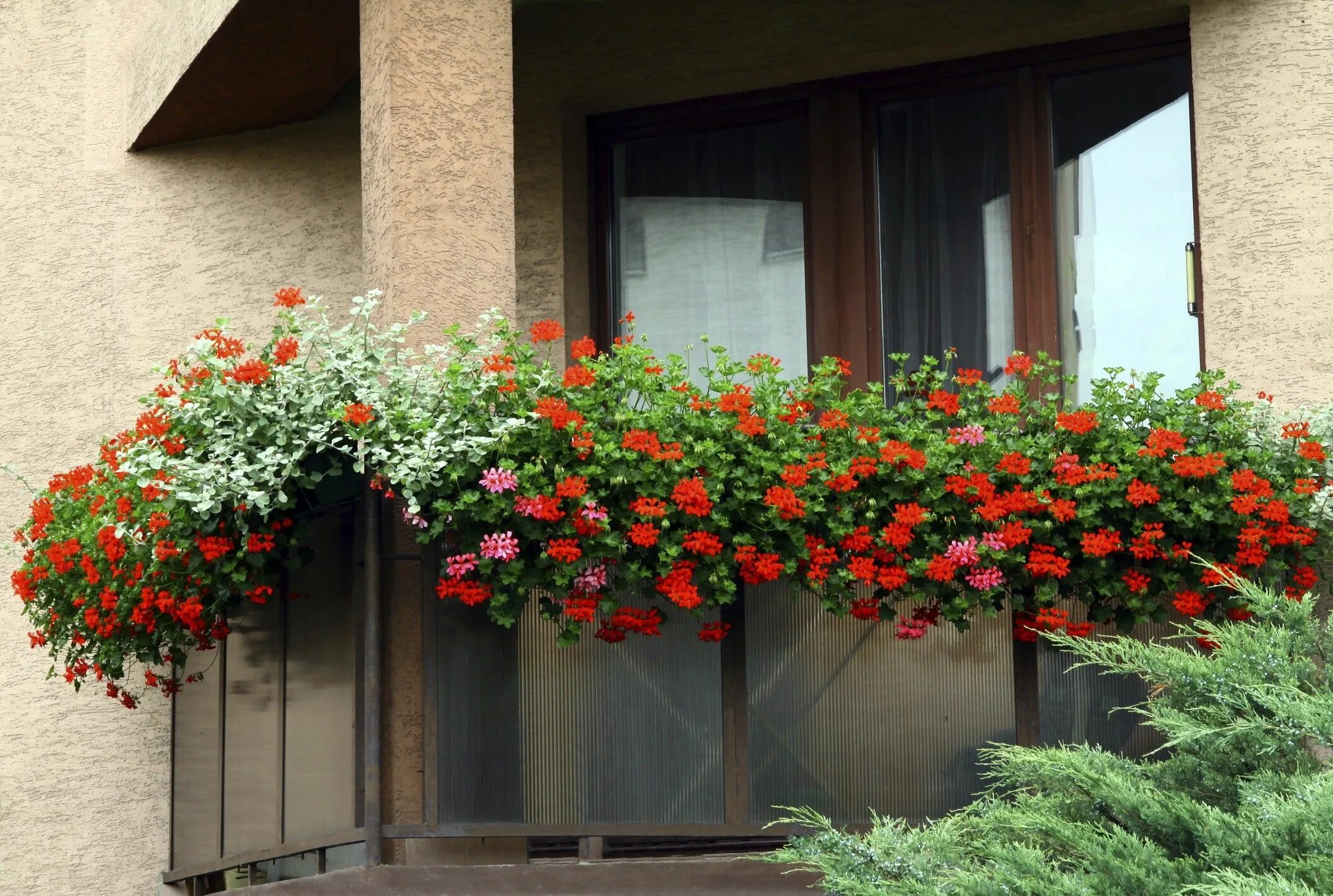 Настурция на балконе. Пеларгония ампельная balkon. Настурция ампельная. Пеларгония плющелистная балкон ред. Ампельные цветы для балкона.