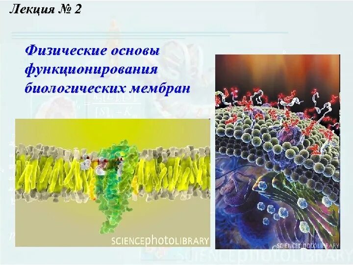 Биофизика реферат. Биофизика мембран. искусственные мембраны биофизика. биофизика клеточных мембран. мембрана в биофизике.