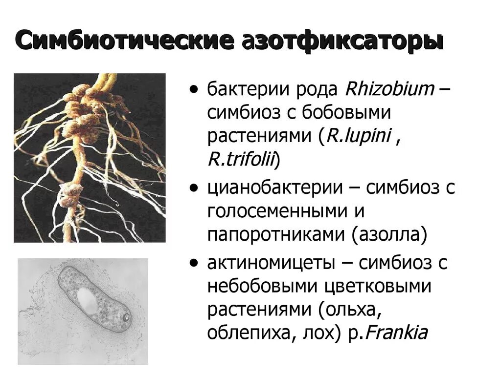 Пример симбиоза бактерий. Свободноживущие и симбиотические азотфиксаторы. Симбиотические азотфиксаторы. Тип питания азотофиксирующих бактерий. Свободноживущие бактерии азотфиксаторы.