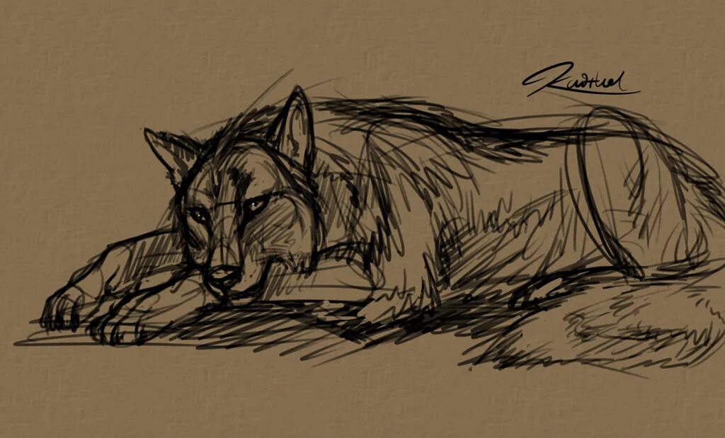 скетчинг волк. волк арт скетч. волк скетч. волк скетч. анатомия волка для рисования морда.