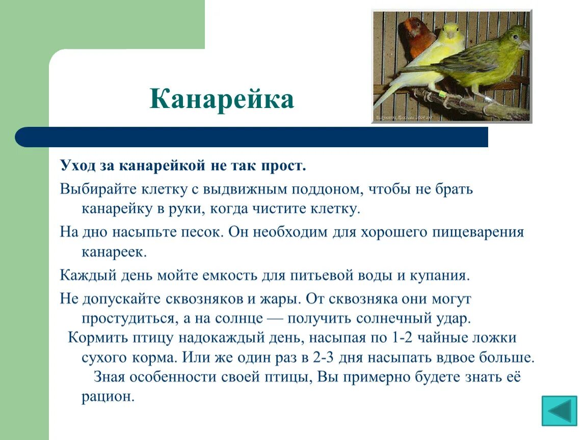 Чем кормить канарейку. Канарейка содержание и уход в домашних условиях. Информация про канареек. Как ухаживать за канарейкой в домашних условиях. Канарейки. Содержание и уход.