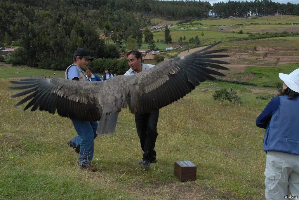 Андский Кондор размах крыльев. Андский Кондор с человеком. Андский Кондор самый большой в мире. Андский Кондор Гарпия.
