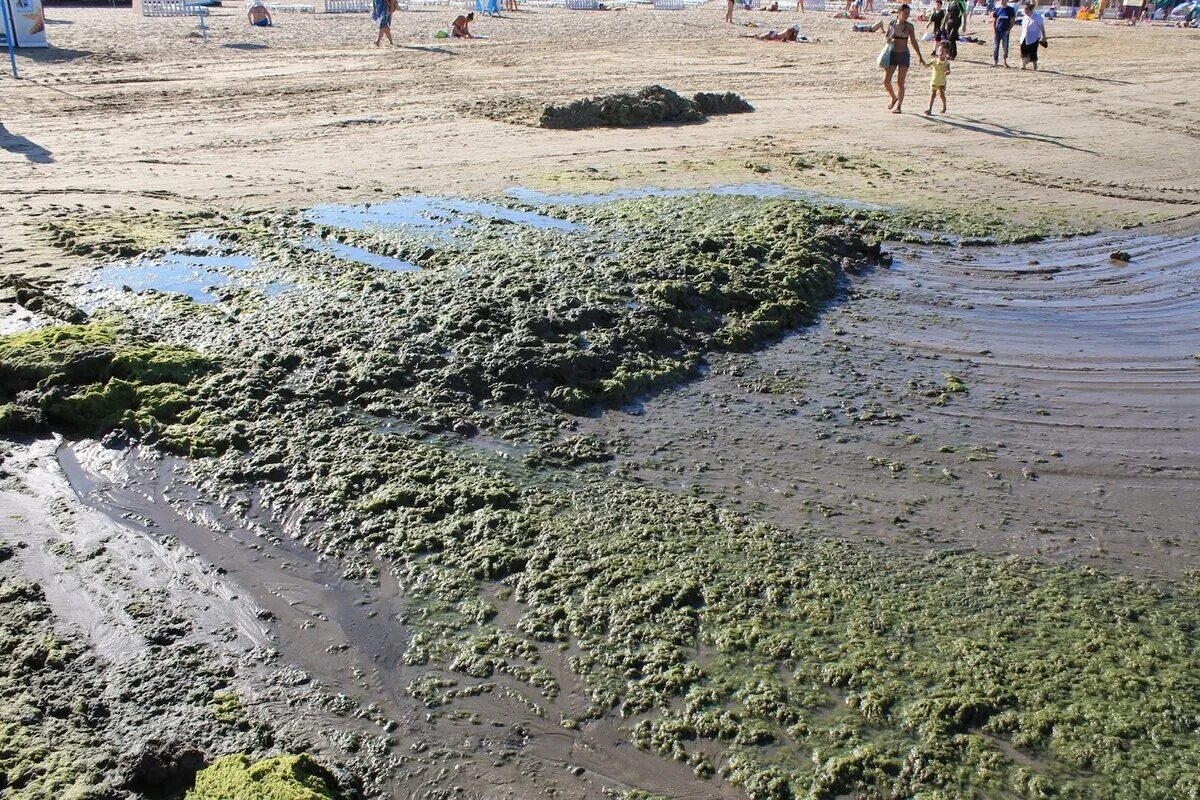 Водоросли в анапе. Цветение моря Витязево Анапа. Анапа Витязево водоросли. Анапп витязевоаодоросли.