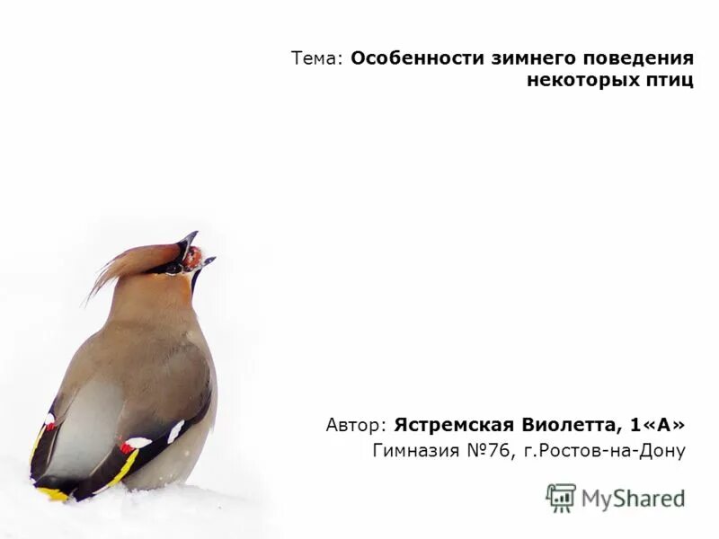 попугаи амадины. магниторецепция у птиц. некоторых птиц. некоторых птиц. птенцы в гнезде.