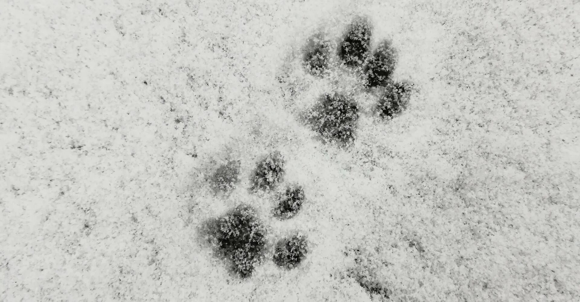 Кошачьи следы на снегу. Следы кошки на снегу. Отпечатки кошачьих лап на снегу. Кошачьи лапки на снегу. Лапка на снегу
