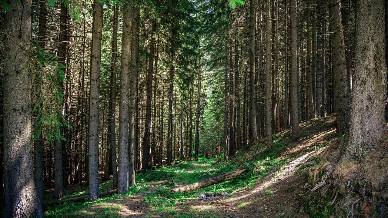 Приветливый лес. Сосновый лес Каялов Бор. Пихтовый лес Сосновый Бор. Forest Адлер Сосновый Бор. Лесная тропа Соликамский лес.