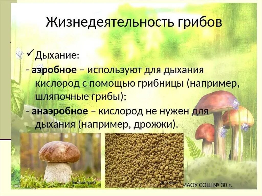 Грибы обмен веществ. Грибы их жизнедеятельность.