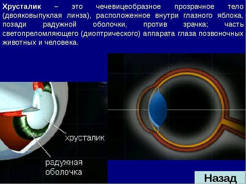 Какую форму имеет хрусталик. Анатомия хрусталика. Строение хрусталика. Хрусталик глазного яблока. Двояковыпуклый хрусталик.