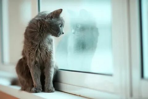 Кот смотрит на кошку