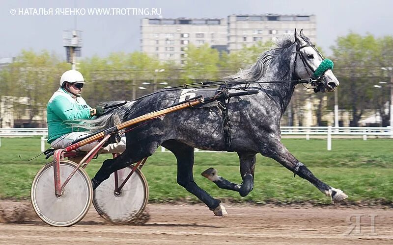 Орловский рысак мсха докер. Добро орловец. Добро орловец. Денис башакин орел. Лошадь породы орловский рысак.