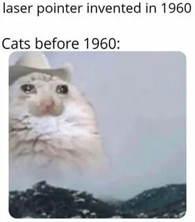 Белый кот кричит