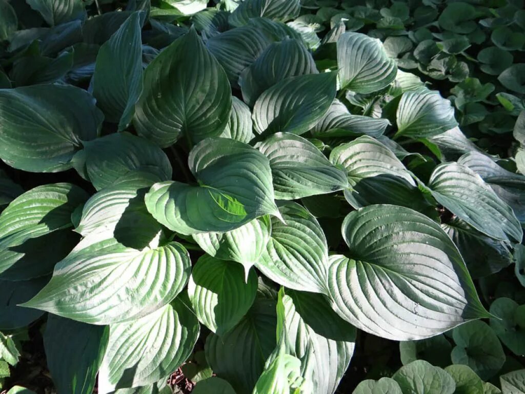 Хоста ventricosa. Хоста вздутая (Hosta ventricosa). Хоста прямолистная. Хоста гибридная Сандерболт.