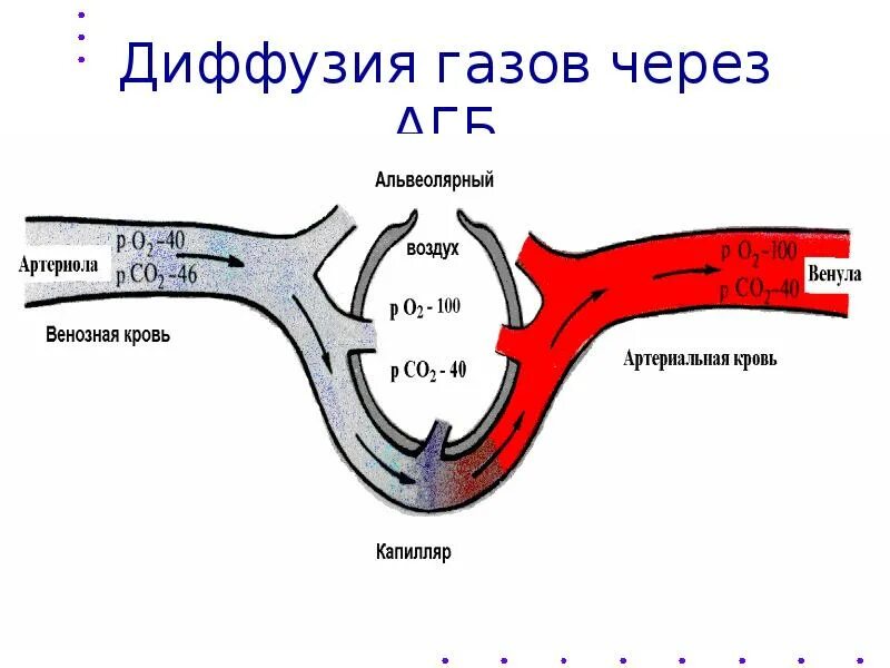 Обмен газов между альвеолярным воздухом и кровью