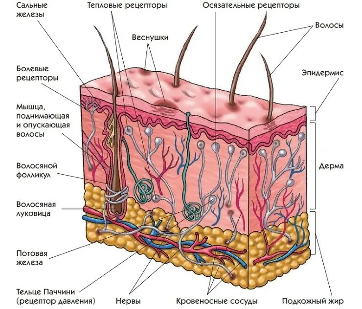 Строение волоса слои волос. Строение волоса слои. Эпидермис дерма волосяная луковица. Элементы кожи слои кожи. Кожа способна к