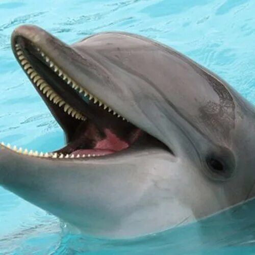 Зубы дельфина фото Sea world Underwater animals, Animals beautiful, Marine animals