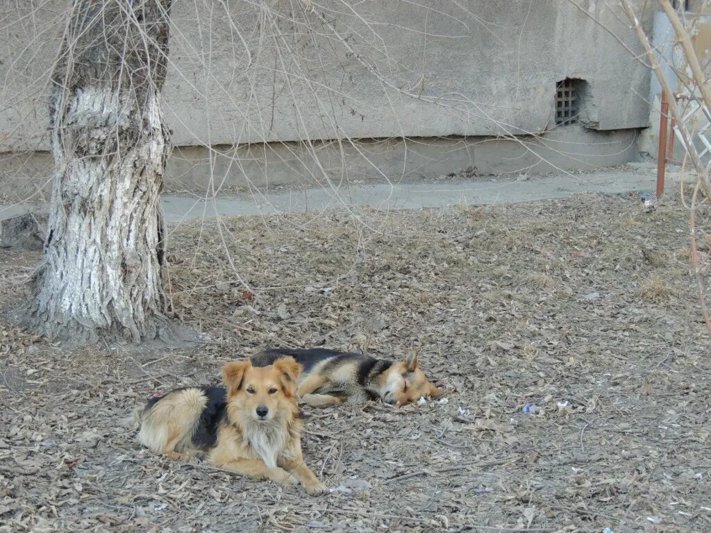 Отлов собак московская область. Бездомные собаки. Бездомные животные в городе.