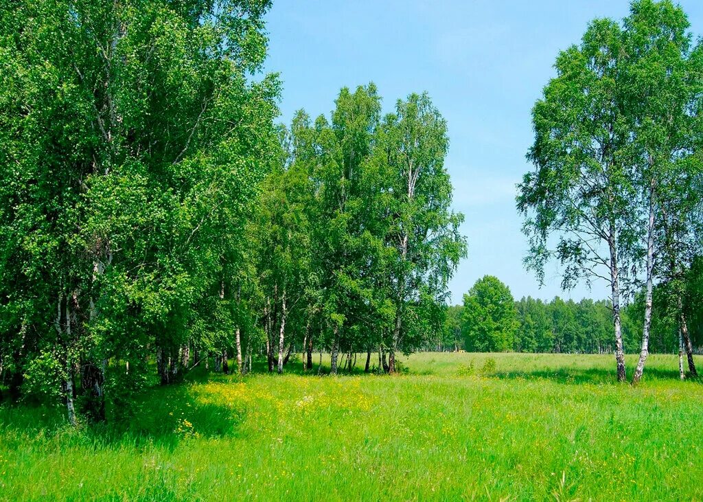 Берёзки Вилладж Курганье. Берёзки Вилладж Домодедово. Посёлок Берёзки Московская область. Березки на участке. Земельный участок березки