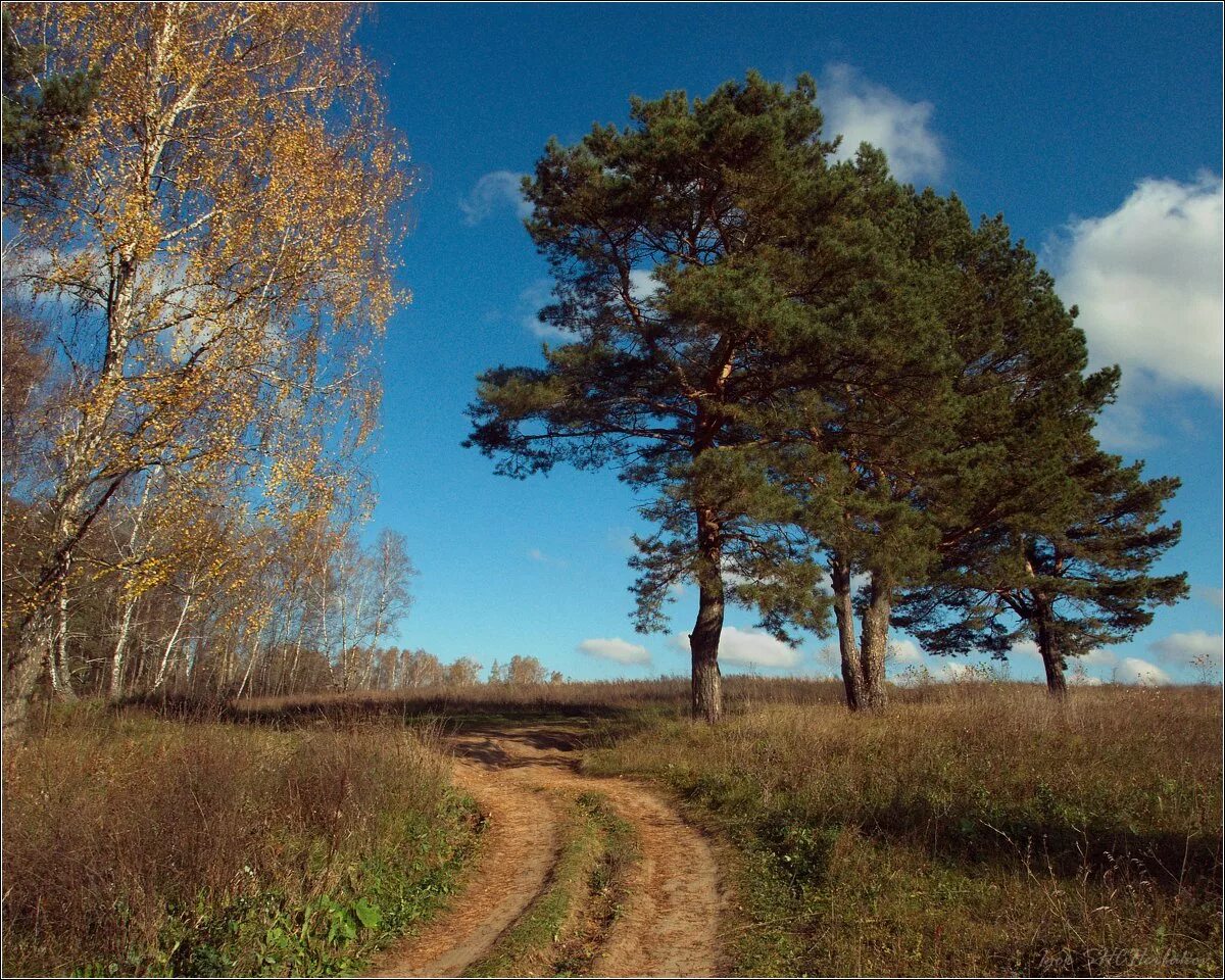 Река Бобрик Донской березы сосна. Сосново-Березово-осиновый лес. Три сосны Тверская область. Березово Сосновый лес. Три хвойная