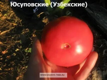 Характеристика томата сорт юсуповский