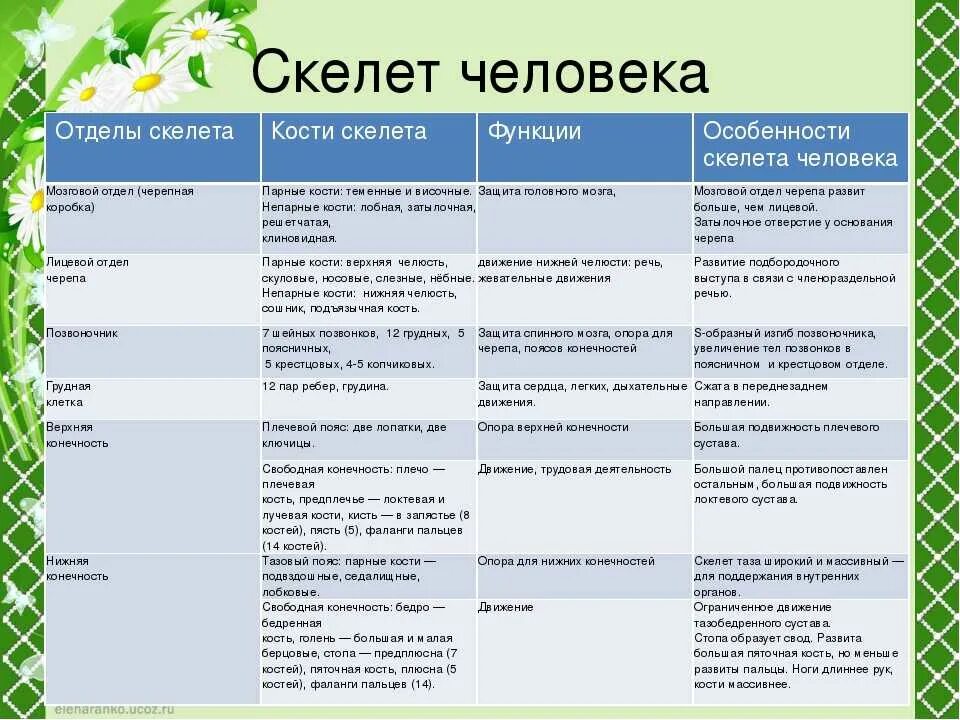 Строение и функции отделов скелета человека таблица. Отдел скелета особенности строения функции таблица. Таблица отдел скелета название костей функции. Таблица скелет человека биология 8 класс. Отдел скелета череп особенности строения функции