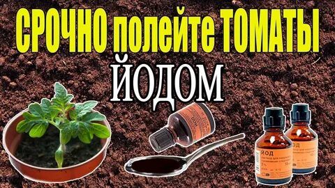 Подкормка рассады помидор молоком и йодом