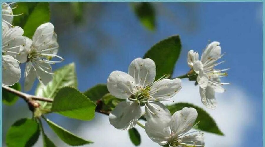 Почему не цветет яблоня причины. Почему цветет но не плодоносит. Почему вишня цветет но не плодоносит. Почему цветет но не плодоносит. Почему цветет но не плодоносит.